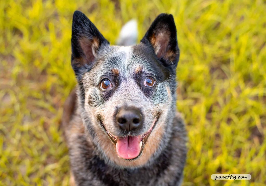 Do Blue Heelers Have Webbed Feet? | PawsHug